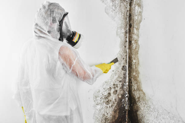Certified Mold Removal in Golden Grove, SC