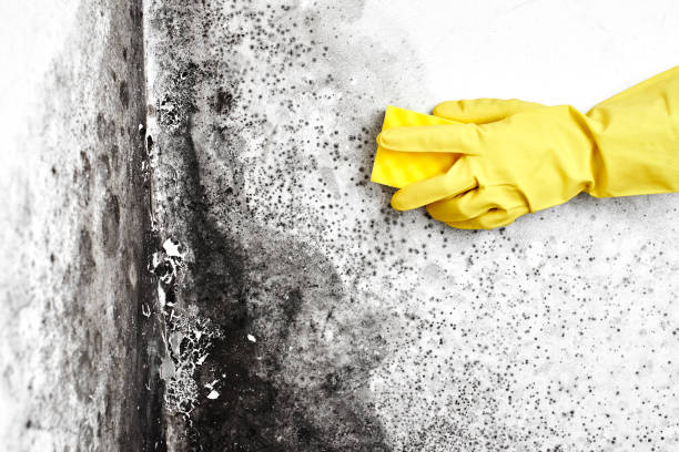 Best Mold Damage Repair  in Golden Grove, SC